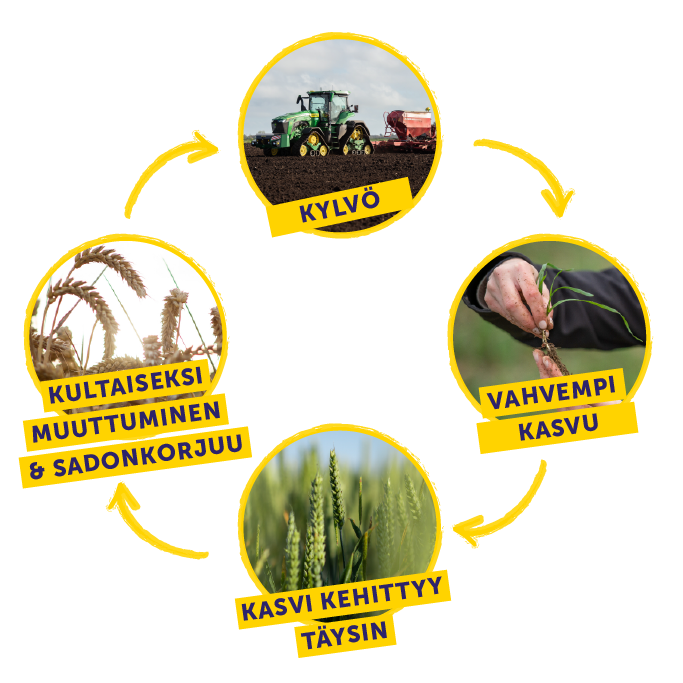 Weetabix Wheat Cycle Diagram